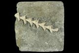 3" Archimedes Screw Bryozoan Fossil - Illinois - #129638-1